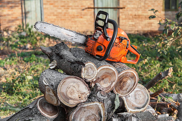 Best Stump Grinding Near Me  in USA